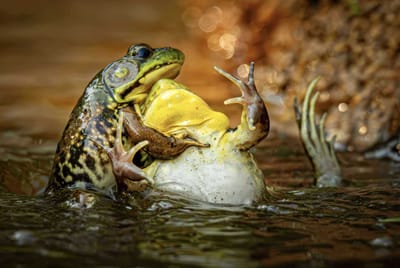 Amphibian Baptism